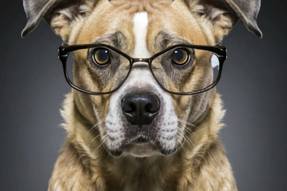 "Franz der Weise" - fröhlicher Hund mit Brille